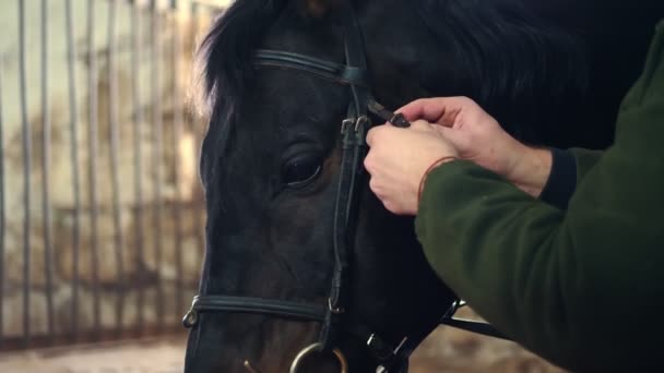 В стайні, крупним планом, чоловік застібає мотузку і спирається на дуло чистокровного чорного коня. готує коня для їзди — стокове відео