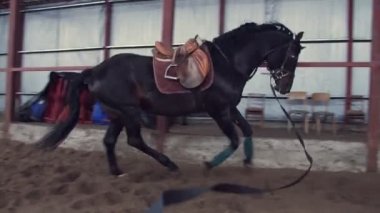 Özel bir hangarda bir koç güzel siyah, safkan at eğitiyor. o atlar, bir daire içinde çalışır. at eğitim