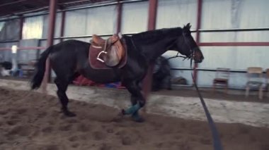 Özel bir hangarda bir koç güzel siyah, safkan at eğitiyor. o atlar, bir daire içinde çalışır. at eğitim