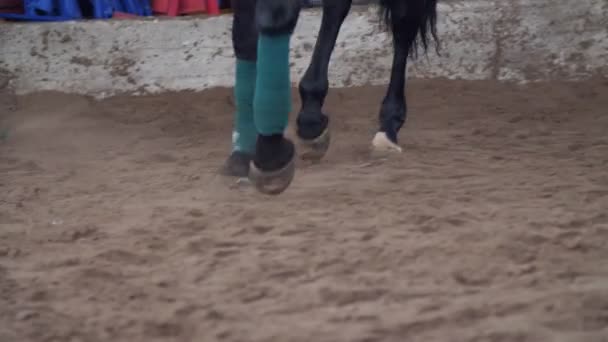 馬の訓練。クローズ アップ、ひづめの音、砂に沿って実行している馬の足。馬の前脚は特別な包帯テープで縛ら — ストック動画