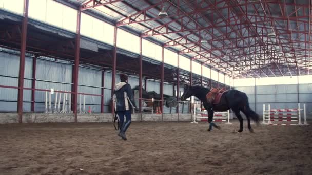 В специальном ангаре женщина-тренер тренирует чёрного, чистокровного коня. Он прыгает, бегает по кругу. обучение лошадей — стоковое видео