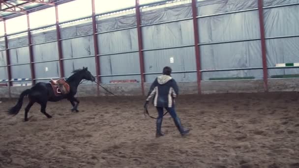 В специальном ангаре женщина-тренер тренирует чёрного, чистокровного коня. Он прыгает, бегает по кругу. обучение лошадей — стоковое видео