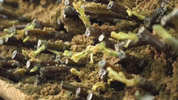 Close-up, em uma caixa de madeira, em um solo caverna especial, mudas de nozes enxertadas são cultivadas. a divisão do enxerto é o método mais eficaz e confiável para a propagação de variedades de nozes. cultivo de nozes — Vídeo de Stock