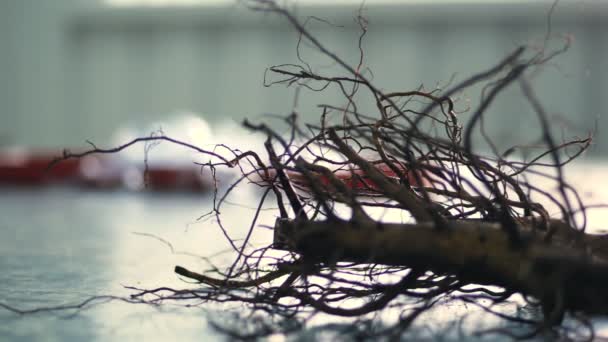 Close-up, walnut stock, walnut seedlings with root system. high-quality grafted seedlings for laying a walnut orchard. walnut cultivation — Stock Video