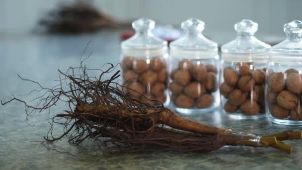 Close-up, estoque de nozes, mudas de nozes com sistema radicular. armazenadas em frascos de vidro são sementes, nozes, várias espécies cultivadas em melhoramento, híbridos de nozes, de melhor qualidade. cultivo de nozes . — Vídeo de Stock