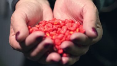yakın çekim, dişi avuç içi kırmızı mısır çekirdekleri avuç. mısır renkli tahıllar, mısır çimlenme taneleri geliştirmek için çeşitli preparatlar ile tedavi, kalite ve verimi artırmak