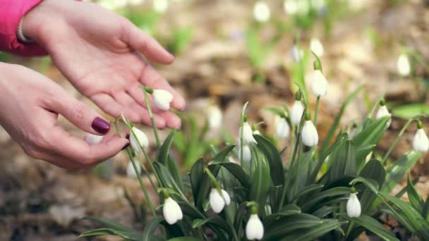 森の中の雪が降る。クローズ アップ。女性の手ストローク白い小さな花の芽。早春 — ストック動画