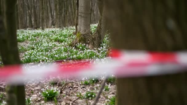 クローズアップ、赤いフェンシングテープ。赤いリボンで囲まれた森林、保護地域に雪が咲く。スノードロップはレッドブックに記録された珍しい花で、法律で保護されています. — ストック動画