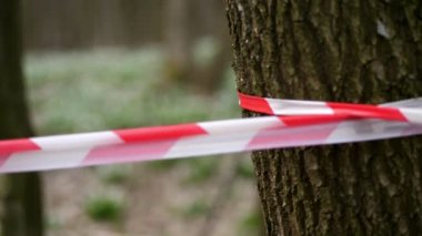 yakın çekim, kırmızı eskrim bandı. Ormanda çiçek açan kardelenler, korunan bir alan, kırmızı kurdeleile çitle çevrili. Kardelenler Kırmızı Kitap'ta kayıtlı nadir çiçeklerdir, yasalarla korunur..