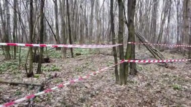 kırmızı eskrim bandı. İlkbahar ormanında çiçek açan kardelenler, korunan bir alan, kırmızı kurdeleile çevrili. Kardelenler Kırmızı Kitap'ta kayıtlı nadir çiçeklerdir, yasalarla korunur..