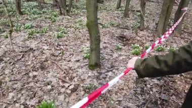 el tutan kırmızı eskrim bandı. İlkbahar ormanında çiçek açan kardelenler, korunan bir alan, kırmızı kurdeleile çevrili. Kardelenler Kırmızı Kitap'ta kayıtlı nadir çiçeklerdir, yasalarla korunur..