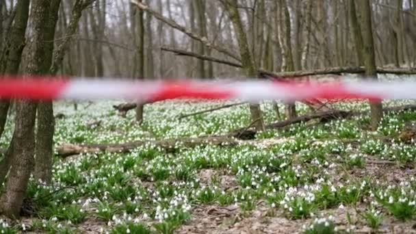 Close-up, rode hekwerk tape. Bloeiende sneeuwdrup pels in het bos, een beschermd gebied, omheind met een rood lint. Sneeuwklokjes zijn zeldzame bloemen opgenomen in het Rode Boek, zijn beschermd door de wet. — Stockvideo