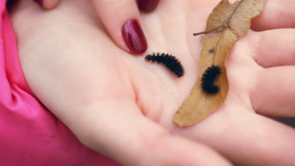 Primer plano, en una palma el negro shaggy bosque oruga se arrastra. el despertar de los insectos a principios de la primavera en el bosque . — Vídeos de Stock