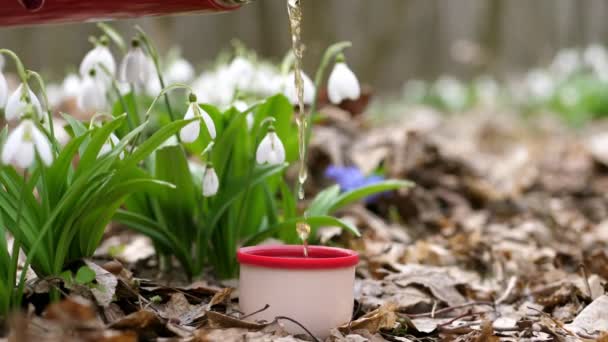 Primer plano, en medio de las nevadas florecientes en el bosque de primavera, el té de un termo se vierte en una taza de termo. una bebida caliente durante la caminata — Vídeos de Stock