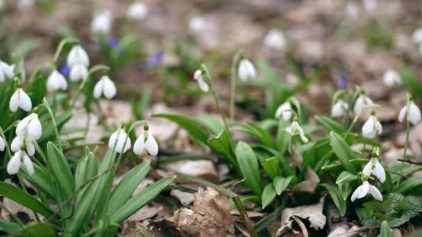 Közeli. Virágzó hóesés az erdőben. Hóvirág ritka virágok rögzített a Red Book, a törvény által védett. kora tavasszal — Stock videók
