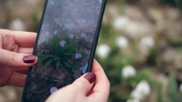 Close. kadın elleri fotoğraf çekmek, bir cep telefonu, beyaz küçük çiçek tomurcukları, ormanda kardelen bir gadget video çekmek. erken ilkbahar. — Stok video