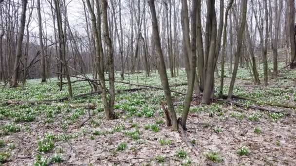 森の中に雪が咲いている。スノードロップはレッドブックに記録された珍しい花で、法律で保護されています。早春 — ストック動画