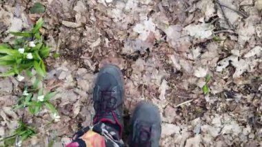 yakın çekim, yukarıdan görünümü, bahar ormanlarında, kardelenler arasında, botlar erkek bacaklar yürüyen, Kardelenler Nadir Çiçekler Kırmızı Kitap kaydedilen, yasa ile korunmaktadır. erken ilkbahar
