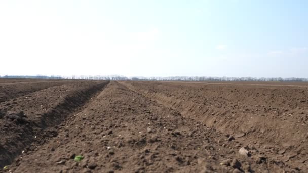 Primer plano de surcos para plantar patatas con equipo especial. temporada de siembra, día de primavera fina — Vídeos de Stock