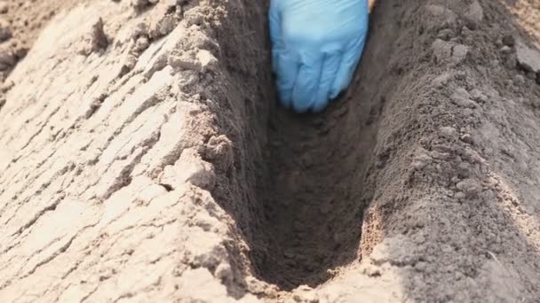 Primer plano, proceso de plantación de patatas. una mano enguantada comprueba la profundidad de la plantación de semillas de patata, después de la plantación de patata mecanizada máquina  . — Vídeo de stock