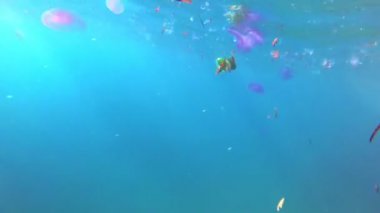 Yüzen plastik çöp, Çöp, torbalar ve su yüzeyinde tek kullanımlık bardak. denizve okyanusların kirliliği, Çevre sorunu. deniz yaşamına zarar, sakinleri.