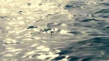 yakın çekim, deniz suyu yüzeyinde, gün batımı ışınları, boş bir plastik şişe yüzer. denizlerin ve okyanusların kirlilik kavramı, çevre.
