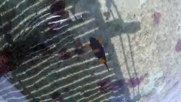 Beautiful speckled fish floats in shallow water, under the pantone, pier, attracting the attention of tourists and vacationers — Stock Video
