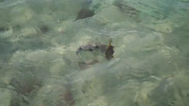 Närbild, färgglada fiskar simmar i vattnet, de kan ses genom det klara vattnet i havet. utsikt från ovan. — Stockvideo