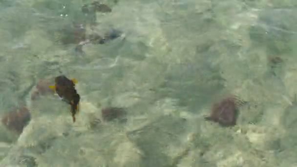Крупним планом, різнокольорові риби плавають у воді, їх можна побачити через чисту воду моря. вид зверху . — стокове відео