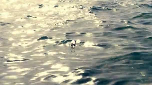 Primer plano, en la superficie del agua de mar, en los rayos del atardecer, flota una botella de plástico vacía. concepto de contaminación de los mares y océanos, el medio ambiente . — Vídeos de Stock