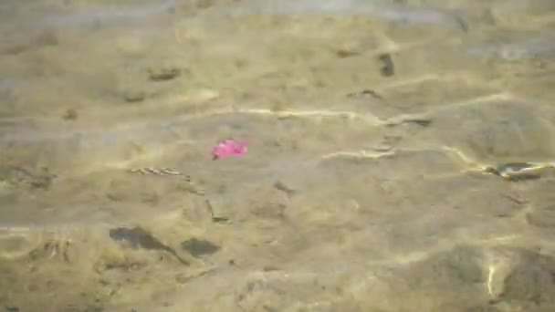 Primo piano, acqua di mare trasparente ondeggiante, che riflette la luce del sole nelle sue onde. sull'acqua galleggiante foglia rosa. un piccolo pesce nuota in acque poco profonde — Video Stock