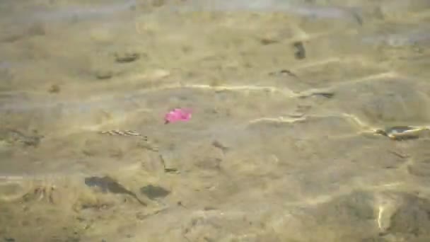 gros plan, eau de mer transparente se balançant, reflétant la lumière du soleil dans ses vagues. sur l'eau flottant feuille rose. un petit poisson nage en eau peu profonde 