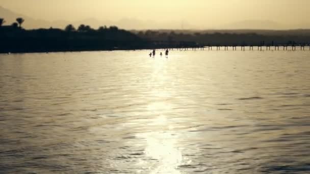 日没時のビーチで、海の浅瀬で、4つの散歩の家族は、彼らの輪郭は、太陽のパスで、水に反射光線で、見ることができます。ビーチの輪郭を背景に — ストック動画