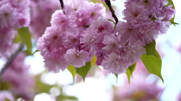 Close-up, Kersenbloesems in de stralen van zonlicht. Mooie, delicate roze bloemen op de boom. bloeiende Sakura, — Stockvideo