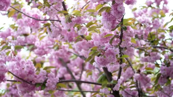 Gros plan, fleurs de cerisier. Belles fleurs roses délicates sur l'arbre. sakura en fleurs , — Video