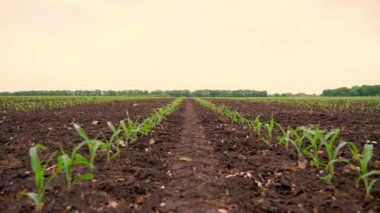 Mısır tarlası, genç mısır bitkileri, verimli, nemli toprakta fideler, ılık bahar günü, tarım alanında mısır yetiştirme