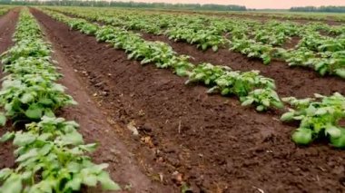 patates tarlaları. Çiftlikte sıra sıra genç patates çalıları yetişir. Genç yeşil patates filizleri tarlada yetişiyor. Tarım. Tarım. organik, seçici sebzeler