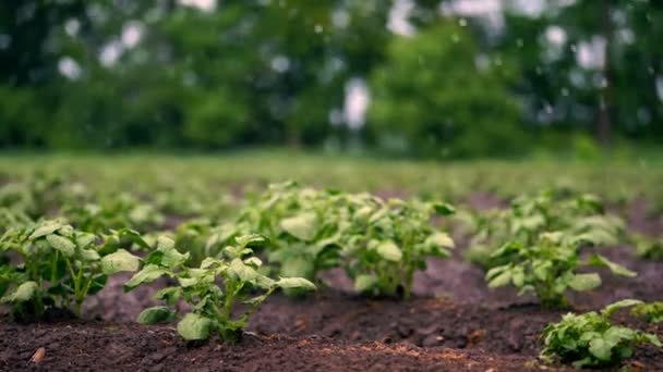 Närbild. små gröna potatis buskar växer i jord, i rader, på jordbruksområdet, bevattnas av en speciell vattning Pivot sprinklersystem. växande potatis. varm vårdag, — Stockvideo