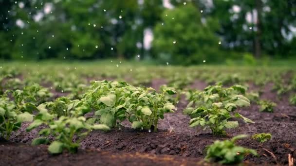 Närbild. små gröna potatis buskar växer i jord, i rader, på jordbruksområdet, bevattnas av en speciell vattning Pivot sprinklersystem. växande potatis. varm vårdag, — Stockvideo