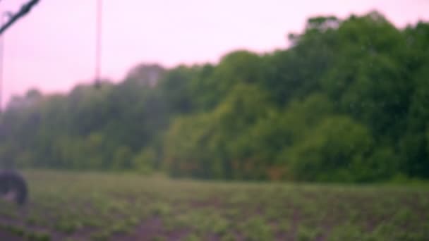Unscharfer Fokus, spezielles Bewässerungssystem mit Schwenk-Sprinkleranlage bewässert kleine grüne Kartoffelbüsche, die im Boden, in Reihen, auf landwirtschaftlichem Feld wachsen. Prosperität des Kartoffelanbaus. Frühlingstag, — Stockvideo