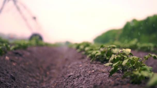 Primer plano. proceso de riego cuando el cultivo de patatas en el suelo, en filas, en el campo agrícola. pequeños arbustos de patata verde están irrigando por un sistema especial de riego por rociadores pivote. primavera — Vídeo de stock