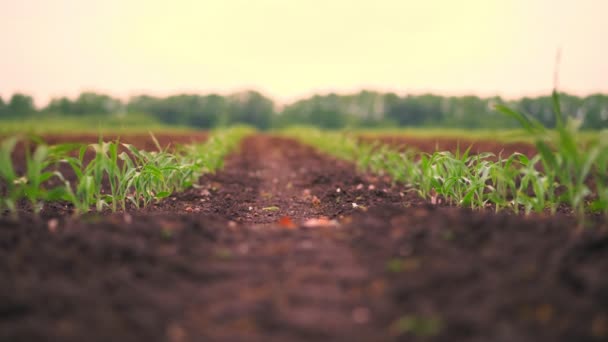 トウモロコシ畑、若いトウモロコシの植物の列、肥沃な上の苗、湿った土壌、暖かい春の日、農業分野でトウモロコシを栽培 — ストック動画