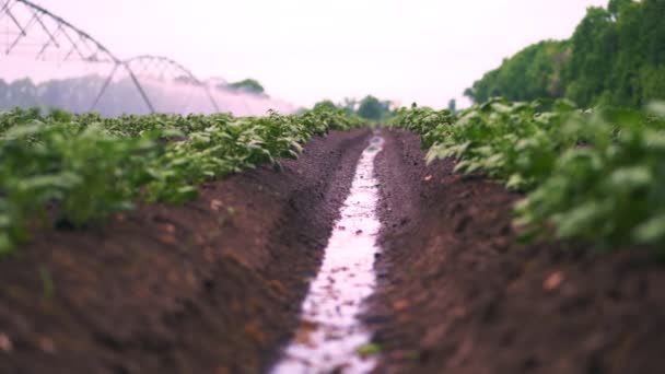 Close-up. processo de irrigação ao cultivar batatas no solo, em fileiras, no campo agrícola. pequenos arbustos de potatoe verde são irrigados por um sistema especial de irrigação por aspersão pivô. primavera — Vídeo de Stock