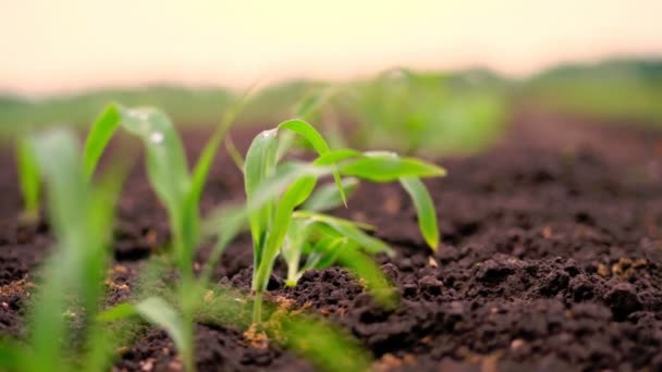 Un primo piano di vivaci giovani piante di mais verdi, piantine su terreno fertile, umido marrone scuro. Campo di mais, calda giornata primaverile, coltivazione di mais in un campo agricolo — Video Stock