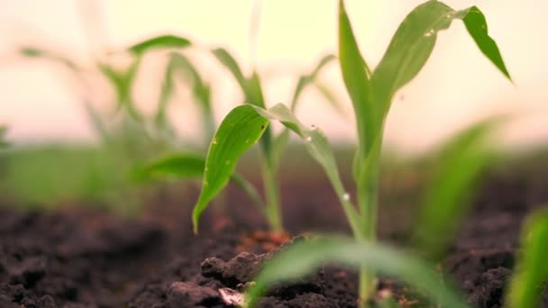 Un primer plano de vibrantes plantas de maíz jóvenes verdes, plántulas en tierra fértil y húmeda de color marrón oscuro. Campo de maíz, cálido día de primavera, cultivo de maíz en un campo agrícola — Vídeos de Stock