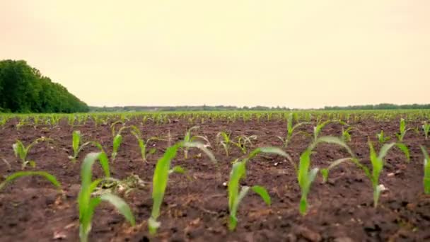 Campo de maíz, Filas de plantas jóvenes de maíz, plántulas en suelo fértil y húmedo, cálido día de primavera, cultivo de maíz en un campo agrícola — Vídeos de Stock