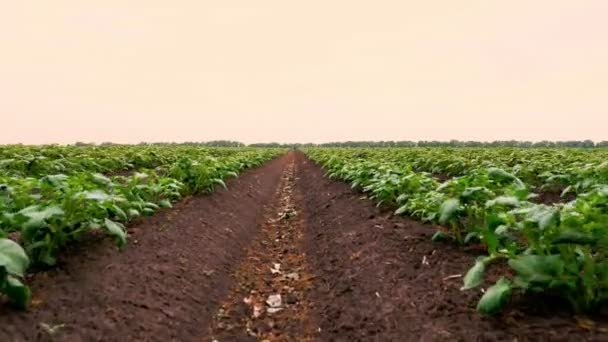Potato plantations . Rows of young potato bushes grow on the farm. Young green sprouts of potatoes are growing on the field. Farming. Agriculture. organic, selective vegetables — Stock Video
