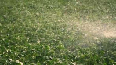 yakın çekim, özel sulama sistemi yeşil patates çalıları üzerine su serpiştirir. Yağış su damlaları, sprey yeşil yaprakları üzerinde sinek. çiftlik alanlarında patates yetiştirme ve sulama