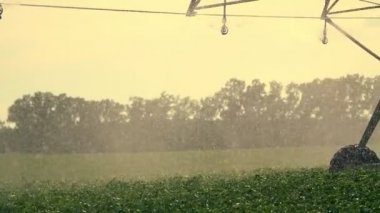 gün batımında güneş ışığı ışınlarında. sulama sistemi yeşil patates çalıları üzerine su serpiştirir. Yağış su damlaları, sprey yeşil yaprakları üzerinde sinek. çiftlik alanlarında yetişen patates