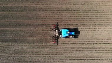 aero, üst görünüm. büyük traktör genç bir mısır ile alanında sürmek . mısır bitkileri satır lar arası işleme süreci. Gün Batımında. Bahar.